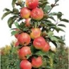 Columnar Apple Tree - Malus domestica VALIUTA