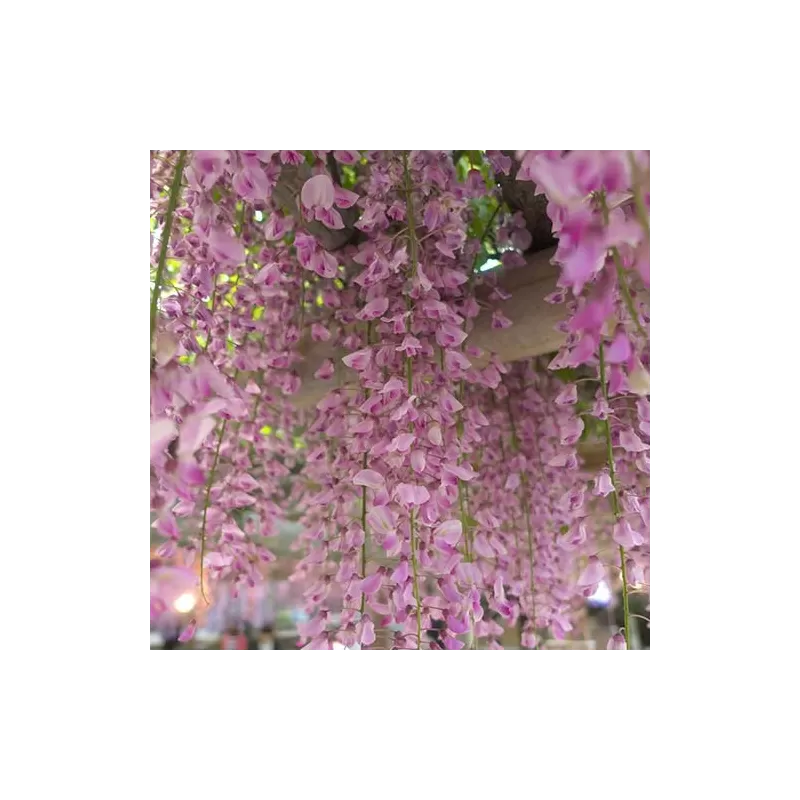 Visterija - Wisteria floribunda ROSEA