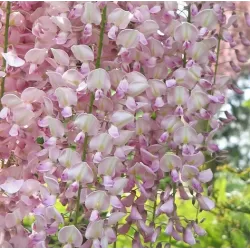 Wisteria floribunda ROSEA