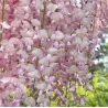 Wisteria floribunda ROSEA