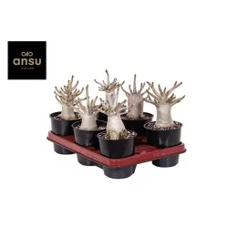 Dykumos rožė - Adenium obesum BAOBAB