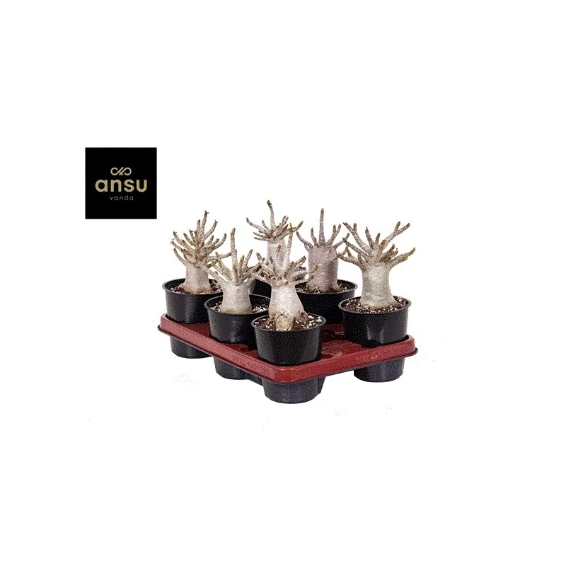 Dykumos rožė - Adenium obesum BAOBAB