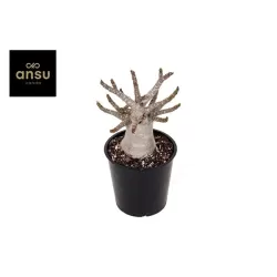 Dykumos rožė - Adenium obesum BAOBAB