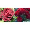 Rožė - Rosa HOMMAGE A BARBARA ®