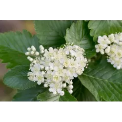 Švedinis šermukšnis - Sorbus intermedia