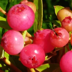 Šilauogė - Vaccinium corymbosum PINK MARMALADE