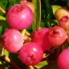 Šilauogė - Vaccinium corymbosum PINK MARMALADE