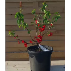 copy of Svarainis - Chaenomeles japonica Rondo P11x11 C1 20-30CM