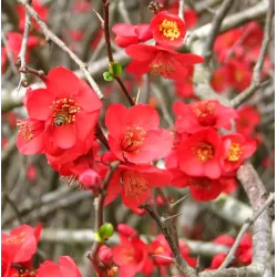 Gražusis svarainis - Chaenomeles speciosa RUBRA