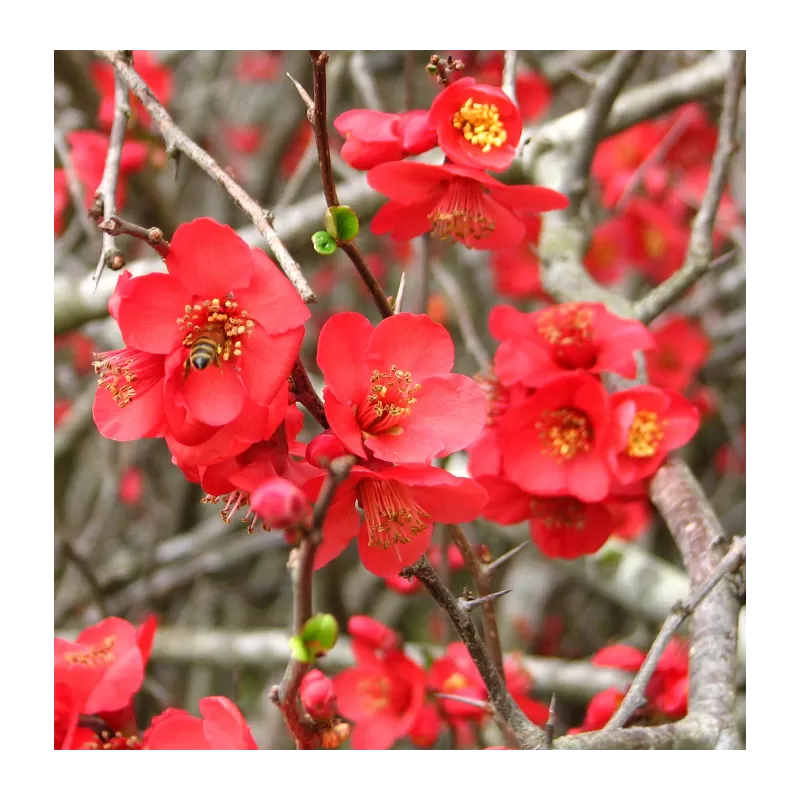 copy of Svarainis - Chaenomeles japonica Rondo P11x11 C1 20-30CM