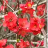 copy of Svarainis - Chaenomeles japonica Rondo P11x11 C1 20-30CM