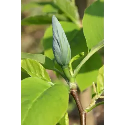 Magnolia acuminata BLUE OPAL