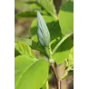 Magnolia acuminata BLUE OPAL