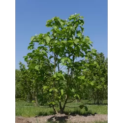 Magnolia acuminata BLUE OPAL