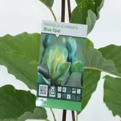 Magnolia acuminata BLUE OPAL