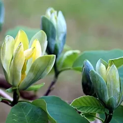 Magnolia acuminata BLUE OPAL