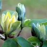 Magnolia acuminata BLUE OPAL