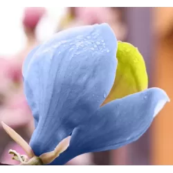 Agurkinė magnolija - Magnolia acuminata BLUE OPAL