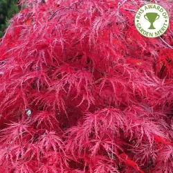 Acer palmatum Beni-maiko 2 YEARS P9