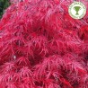 Plaštakinis klevas - Acer palmatum GARNET