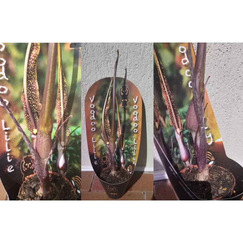 Vudu lelija - Sauromatum venosum (Voodoo Lilly) su vaikučiais