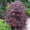 Plaštakinis klevas - Acer palmatum GARNET