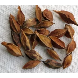 Carolina Silverbell - Halesia carolina