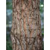 Carolina Silverbell - Halesia carolina