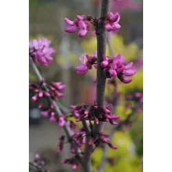 Kanadinis cercis - Cercis canadensis MERLOT