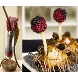 Vudu lelija - Sauromatum venosum (Voodoo Lilly) su vaikučiais