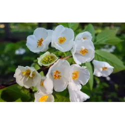 Carolina Silverbell - Halesia carolina