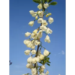Carolina Silverbell - Halesia carolina