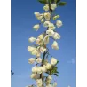 Carolina Silverbell - Halesia carolina