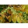 Carolina Silverbell - Halesia carolina