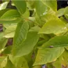 Carolina Silverbell - Halesia carolina