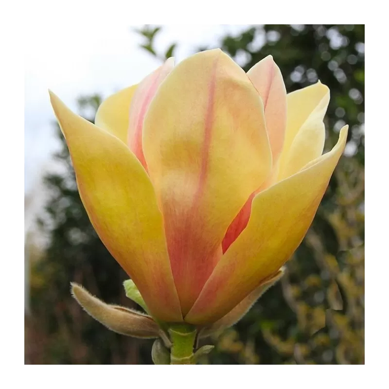 Magnolija - Magnolia SUNSATION