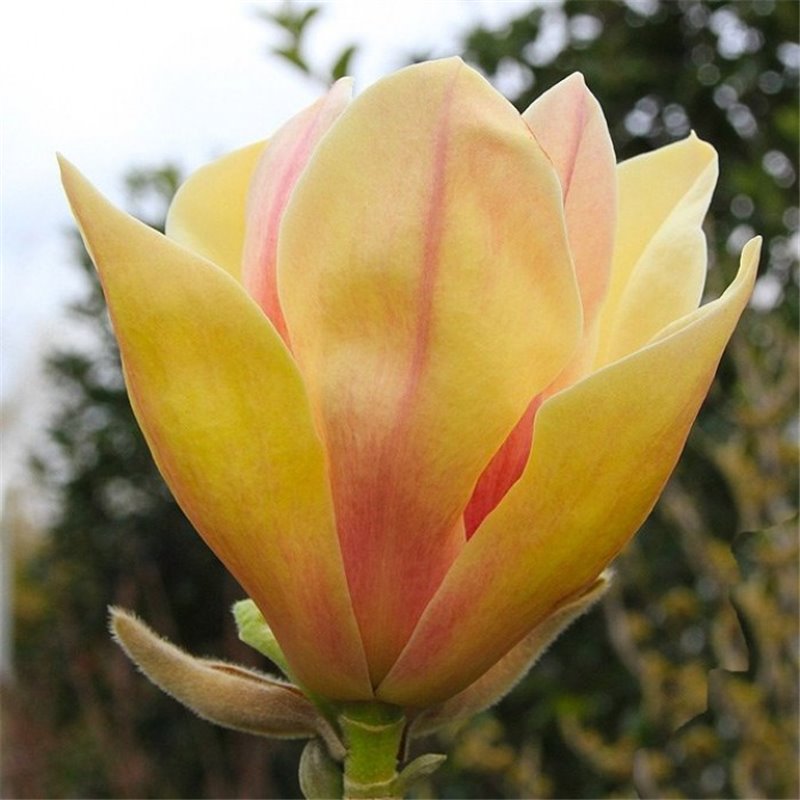 Magnolija - Magnolia Sunsation C7.5 50-60cm