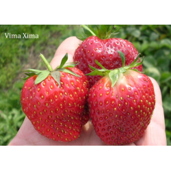 Strawberry - Fragaria ananassa VIMA XIMA