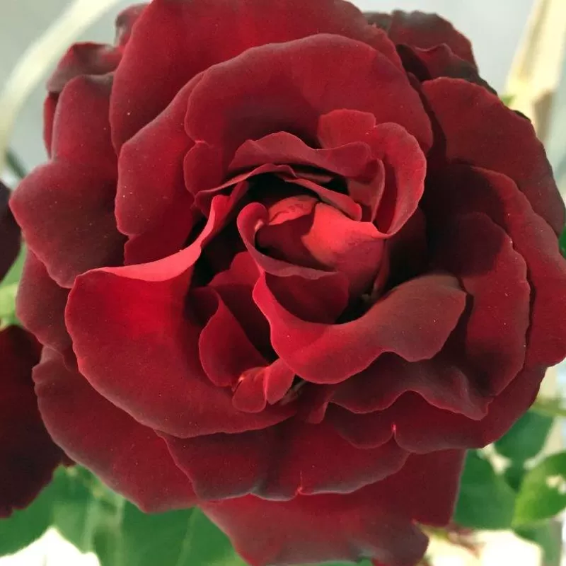 Rosa HOMMAGE A BARBARA ®