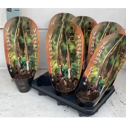 Vudu lelija - Sauromatum venosum (Voodoo Lilly) su vaikučiais