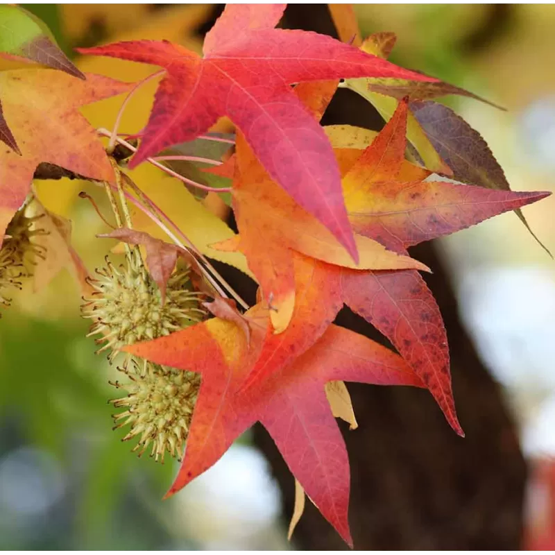 Tikrasis dervamedis - Liquidambar styraciflua