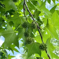 Liquidambar styraciflua