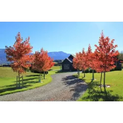 Liquidambar styraciflua