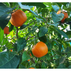 Citrus aurantium amaro C4 30 Stam