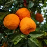 Citrus aurantium amaro C4 30 Stam