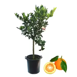 Citrus aurantium amaro C4 30 Stam