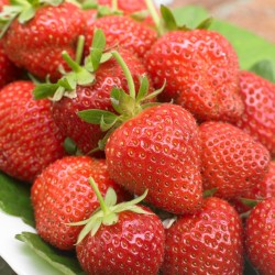 Strawberry - Fragaria ananassa ELIANNY