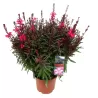 Gaurė - Gaura lindheimeri DARK PINK