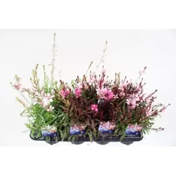 copy of Gaurė - Gaura lindheimeri DARK PINK