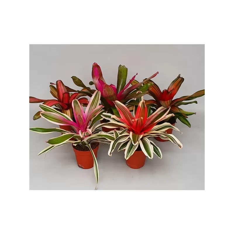 Neoregelija - Neoregelia mix